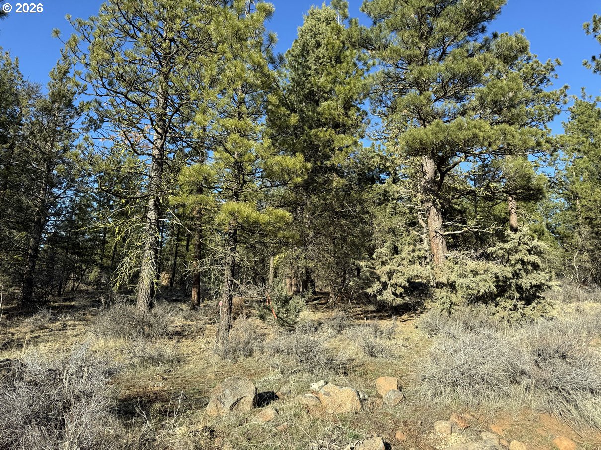 Badger Lane Bonanza, OR 97623 - Photo 29 of 33 a view of a yard with a tree