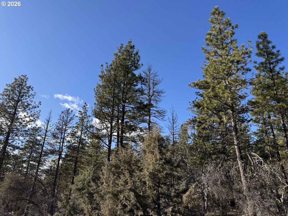 Badger Lane Bonanza, OR 97623 - Photo 31 of 33 a view of a tree in a yard