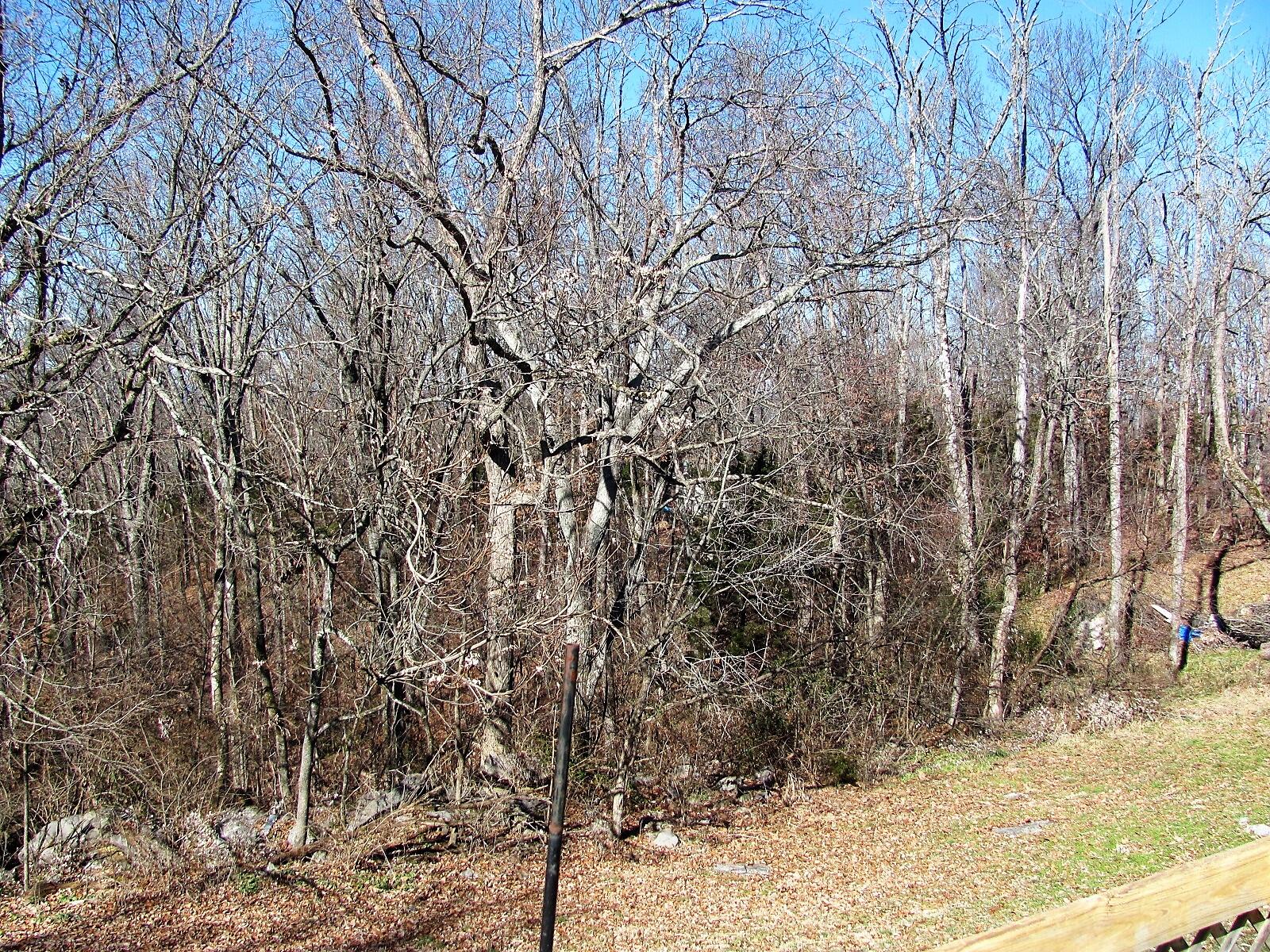 249 Old Ridge Lane Greeneville, TN 37745 - Photo 50 of 50 IMG_6054