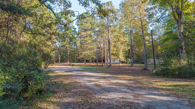 a view of a yard with large trees