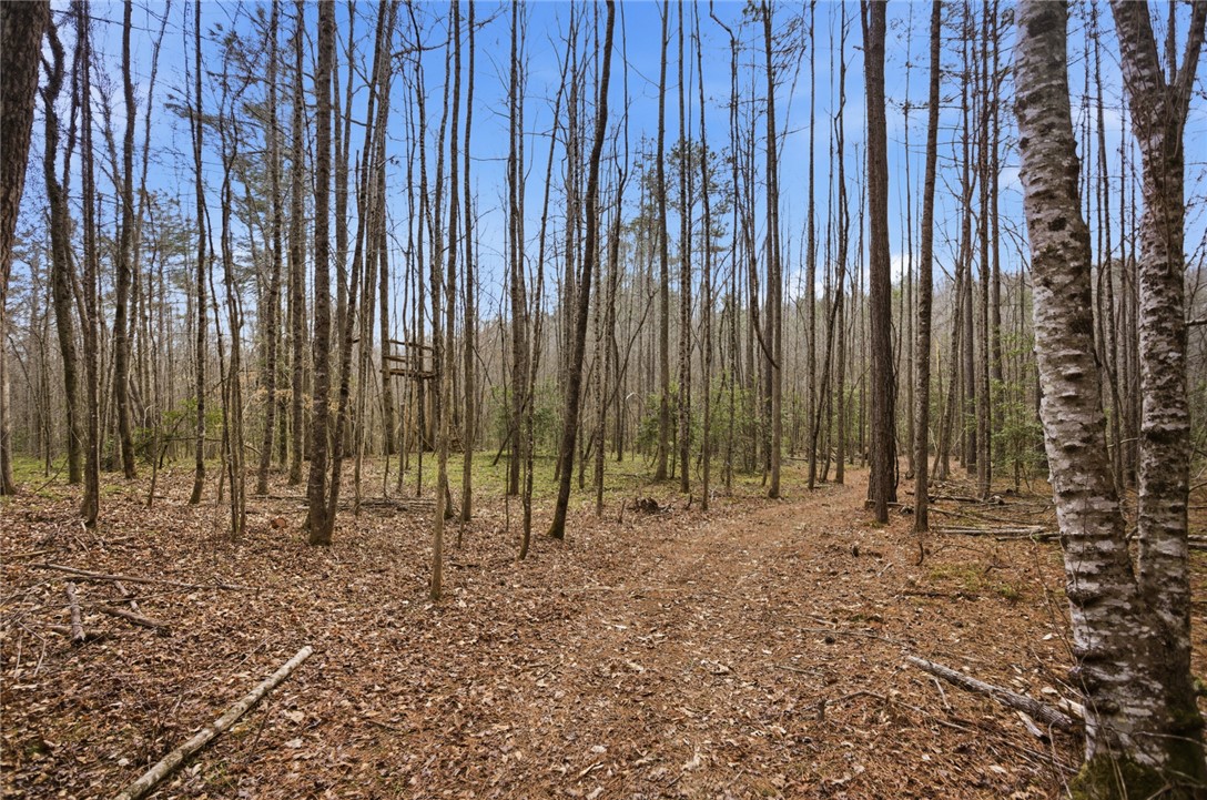 196 Flyroot Trail Pickens, SC 29671 - Photo 33 of 48 A tranquil wooded lot, perfect for building a private sanctuary.