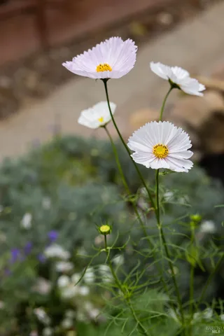 a backyard of a house