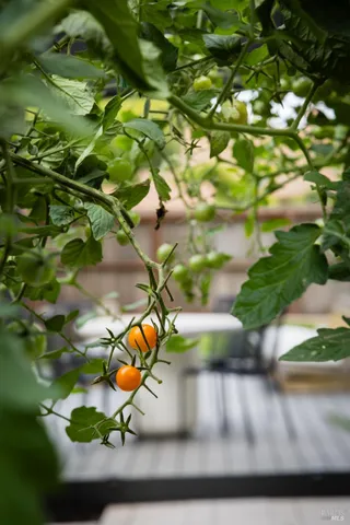 a view of a tree with a yard