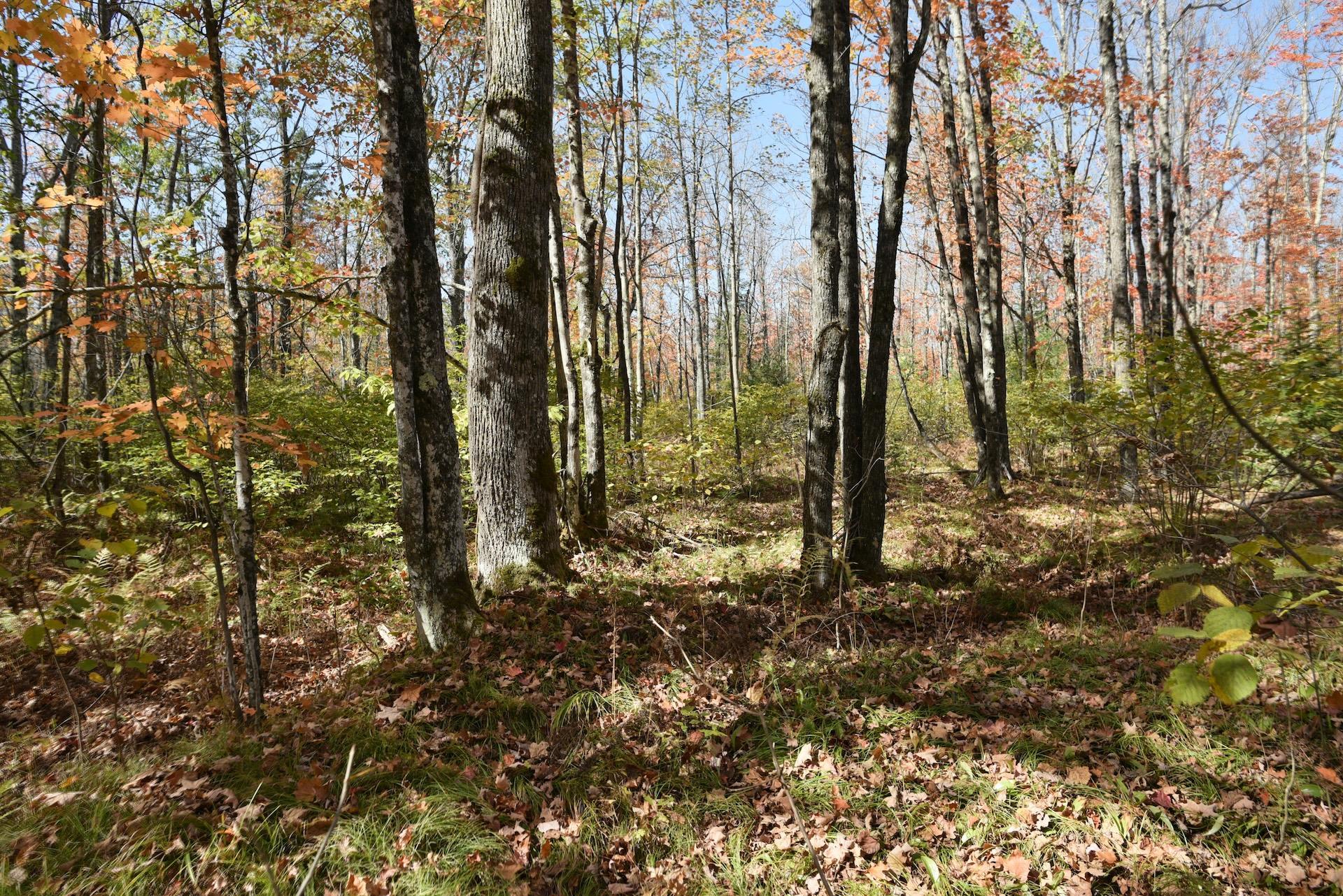 77942 County Line Road Mellen, WI 54546 - Photo 28 of 39