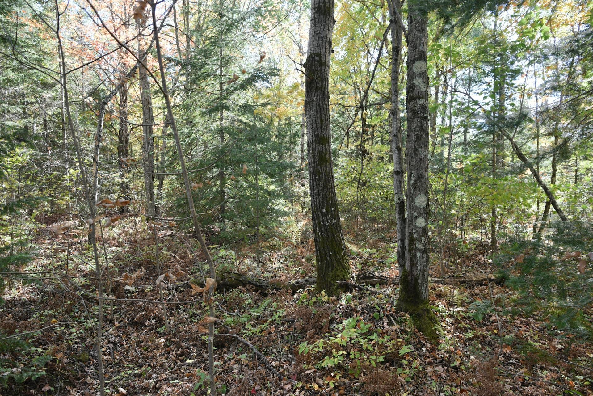 77942 County Line Road Mellen, WI 54546 - Photo 31 of 39