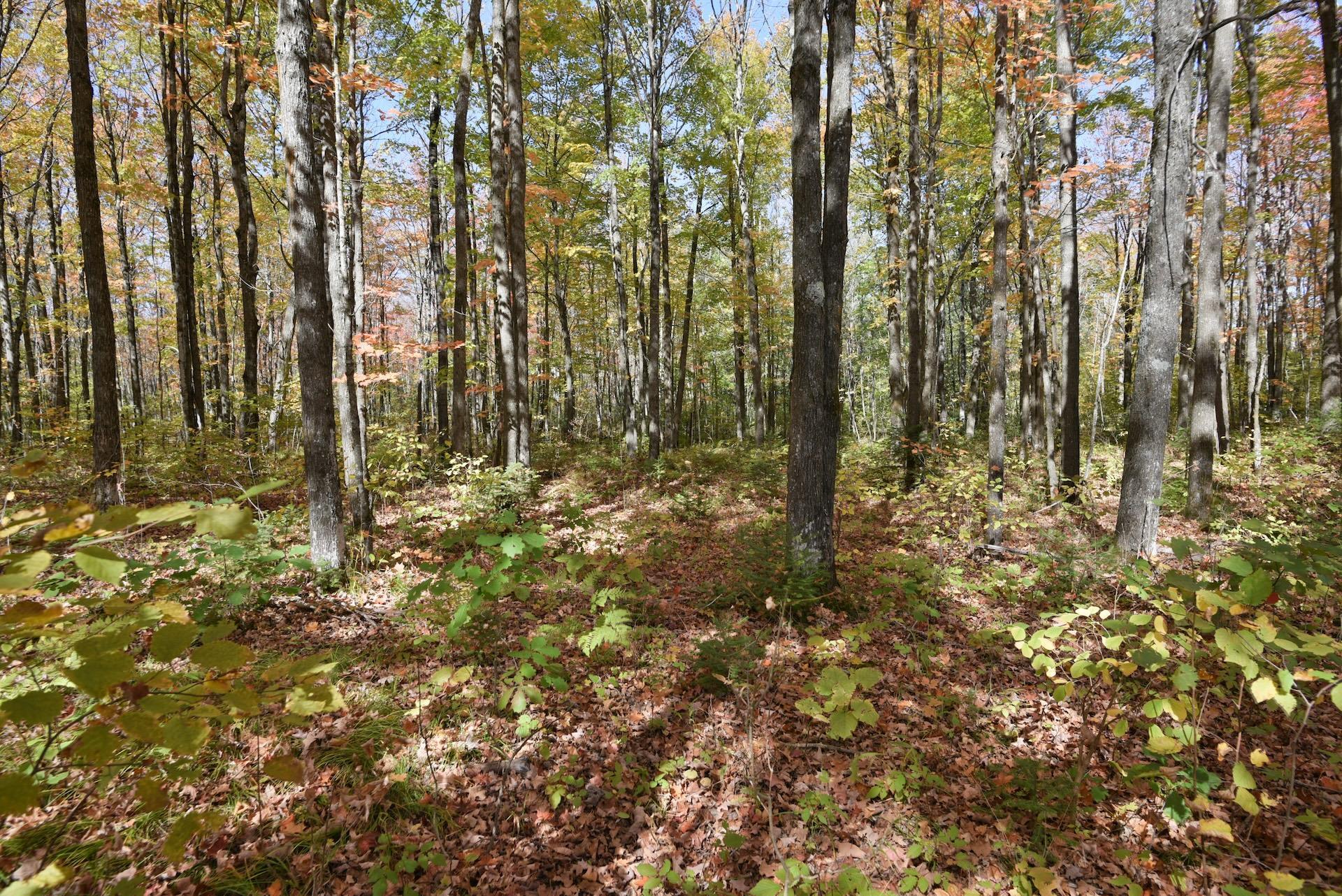 77942 County Line Road Mellen, WI 54546 - Photo 35 of 39