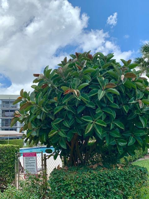 6400 Northwest 2nd Avenue, Unit 417 Boca Raton, FL 33487 - Photo 62 of 66 a view of a tree in a garden