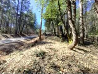 13928 Manion Canyon Road Grass Valley, CA 95945 - Photo 2 of 5 a view of backyard with green space