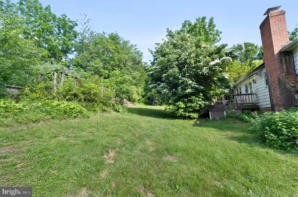 a view of a yard with plants and large trees