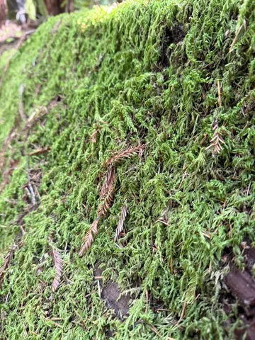 $260,000 | 0 Slate Creek Road, La Honda, CA 94020