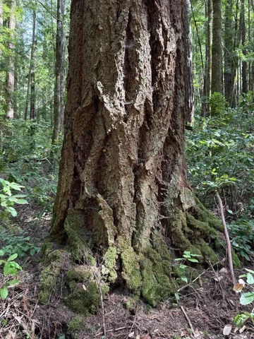 $260,000 | 0 Slate Creek Road, La Honda, CA 94020