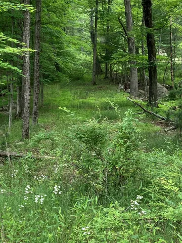 a view of a lush green forest