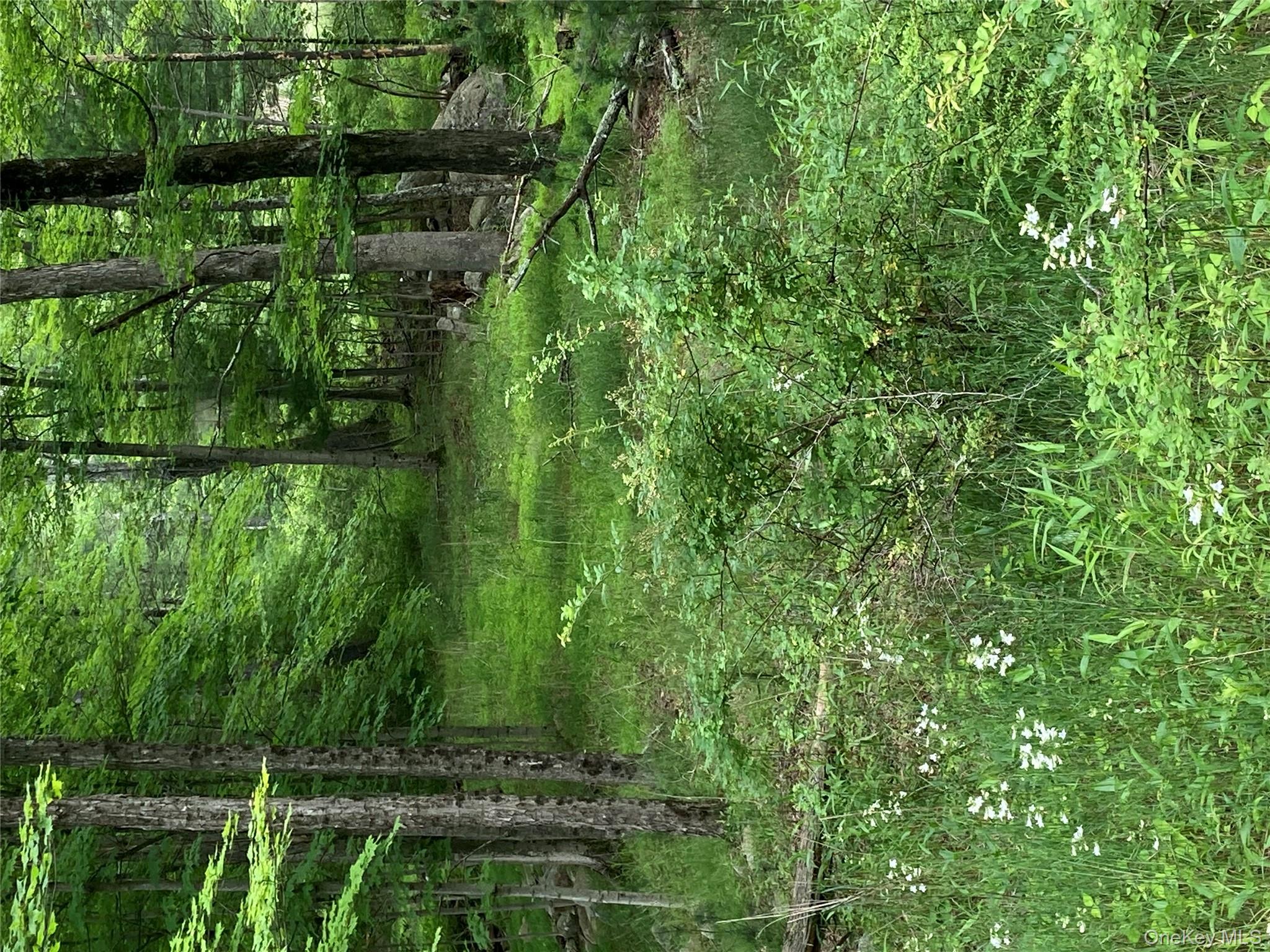 287 Church Road Pine Bush, NY 12566 - Photo 4 of 9 a view of a lush green forest