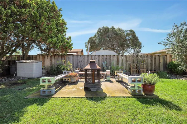 a view of a backyard with potted plants and a large tree