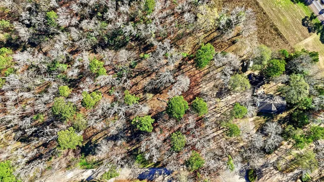 a plant with lots of trees