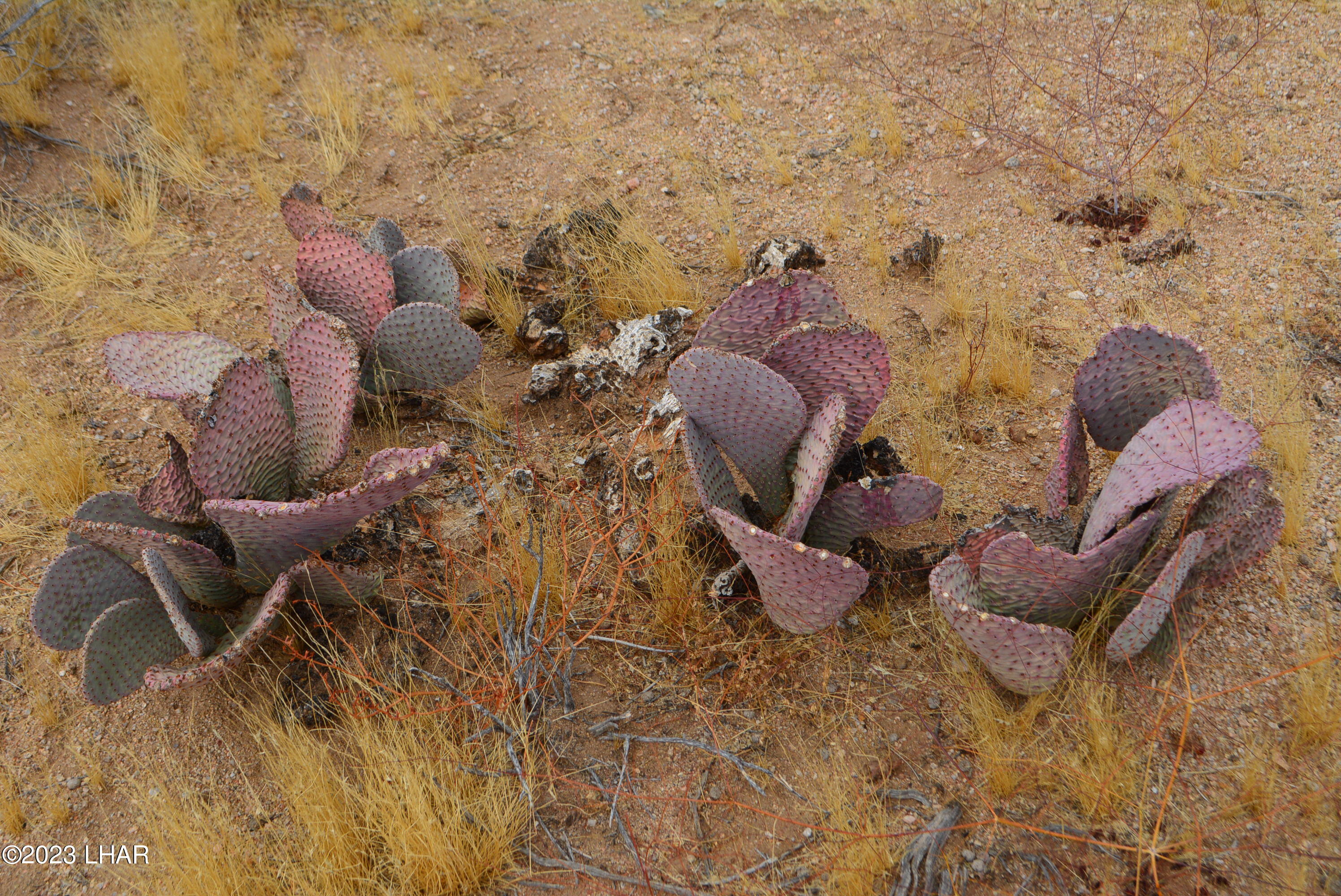 2652 South Diamondback Road Yucca, AZ 86438 - Photo 22 of 36 DSC_0284