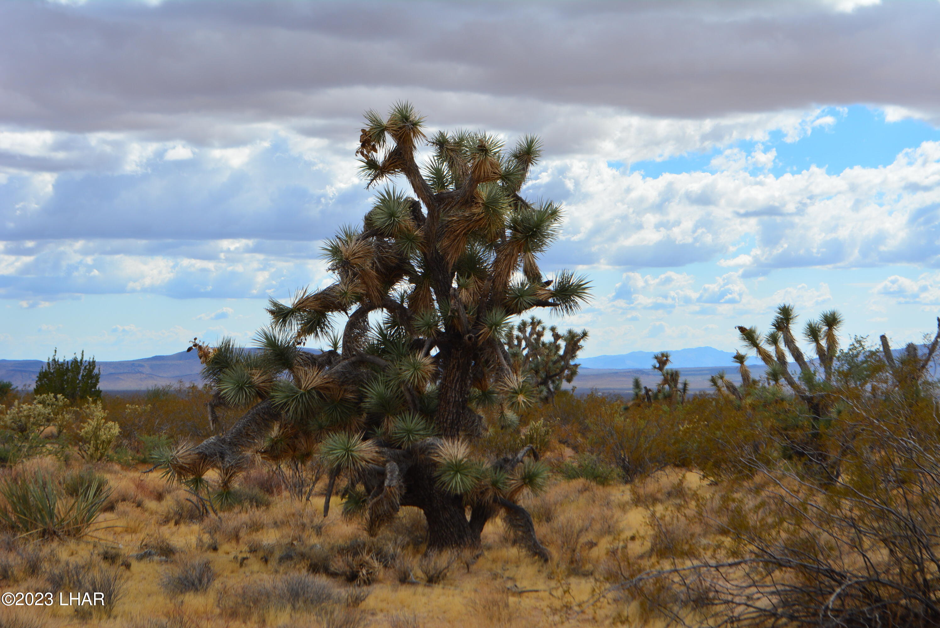 2652 South Diamondback Road Yucca, AZ 86438 - Photo 23 of 36 DSC_0285