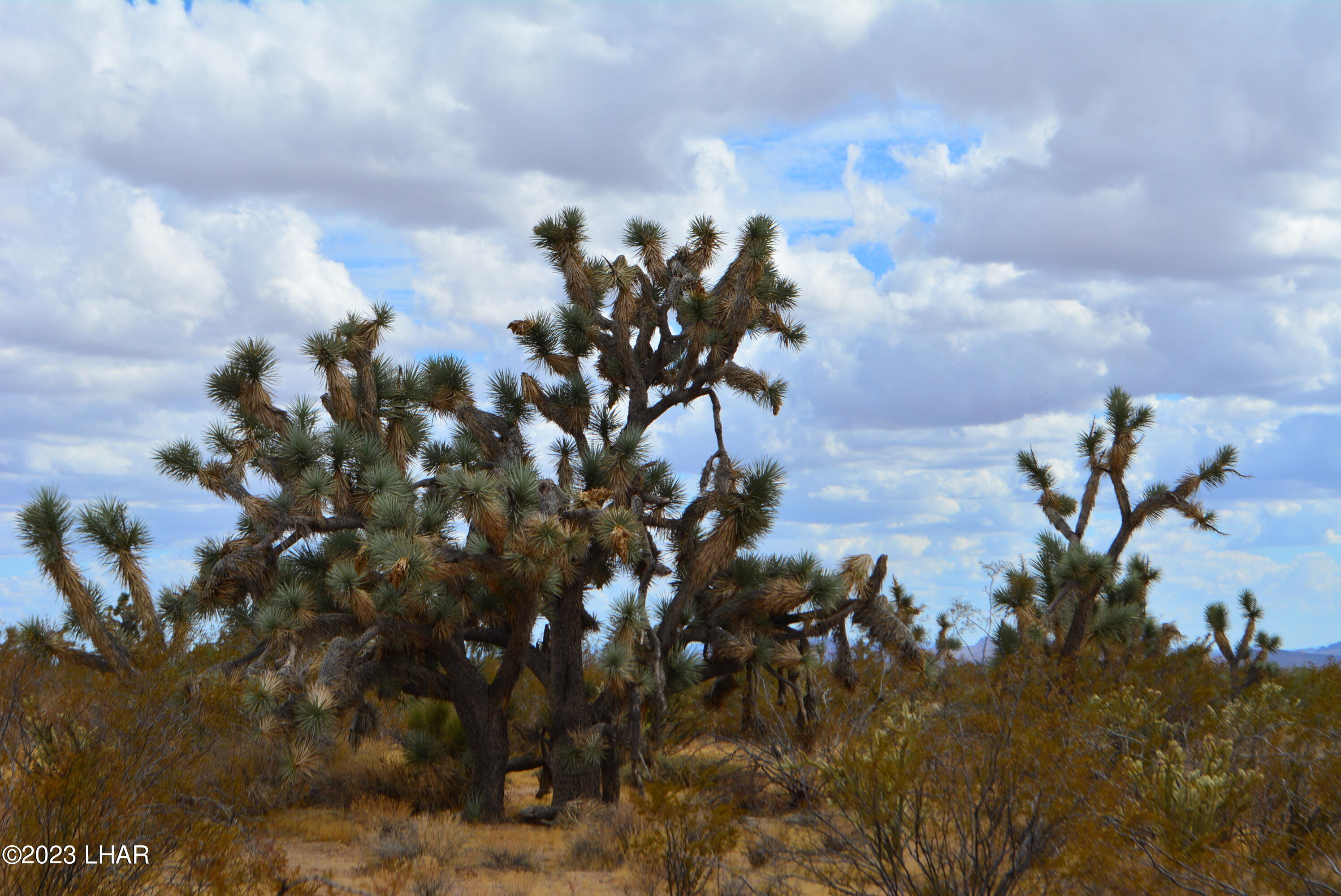 2652 South Diamondback Road Yucca, AZ 86438 - Photo 24 of 36 DSC_0286