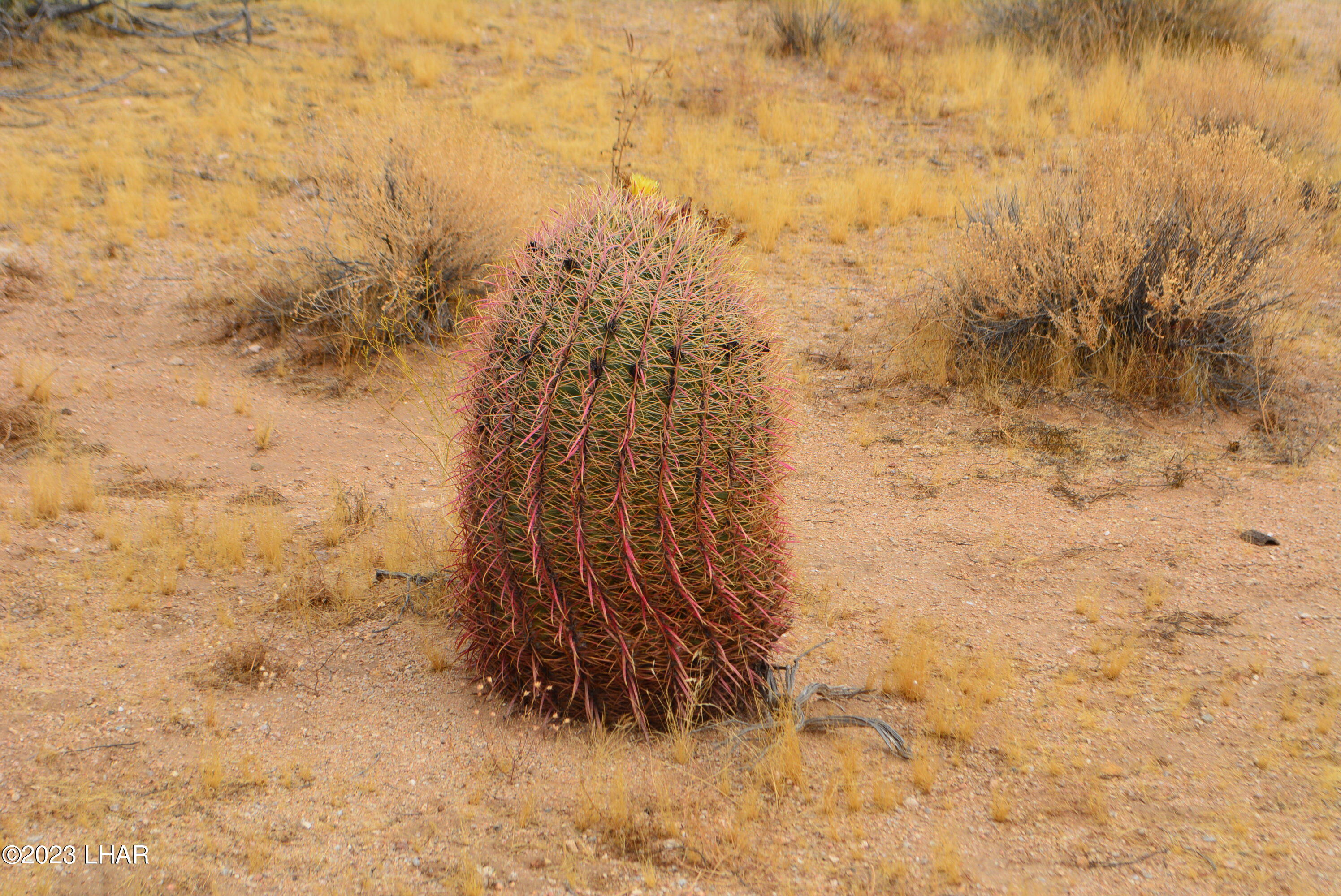 2652 South Diamondback Road Yucca, AZ 86438 - Photo 25 of 36 DSC_0287