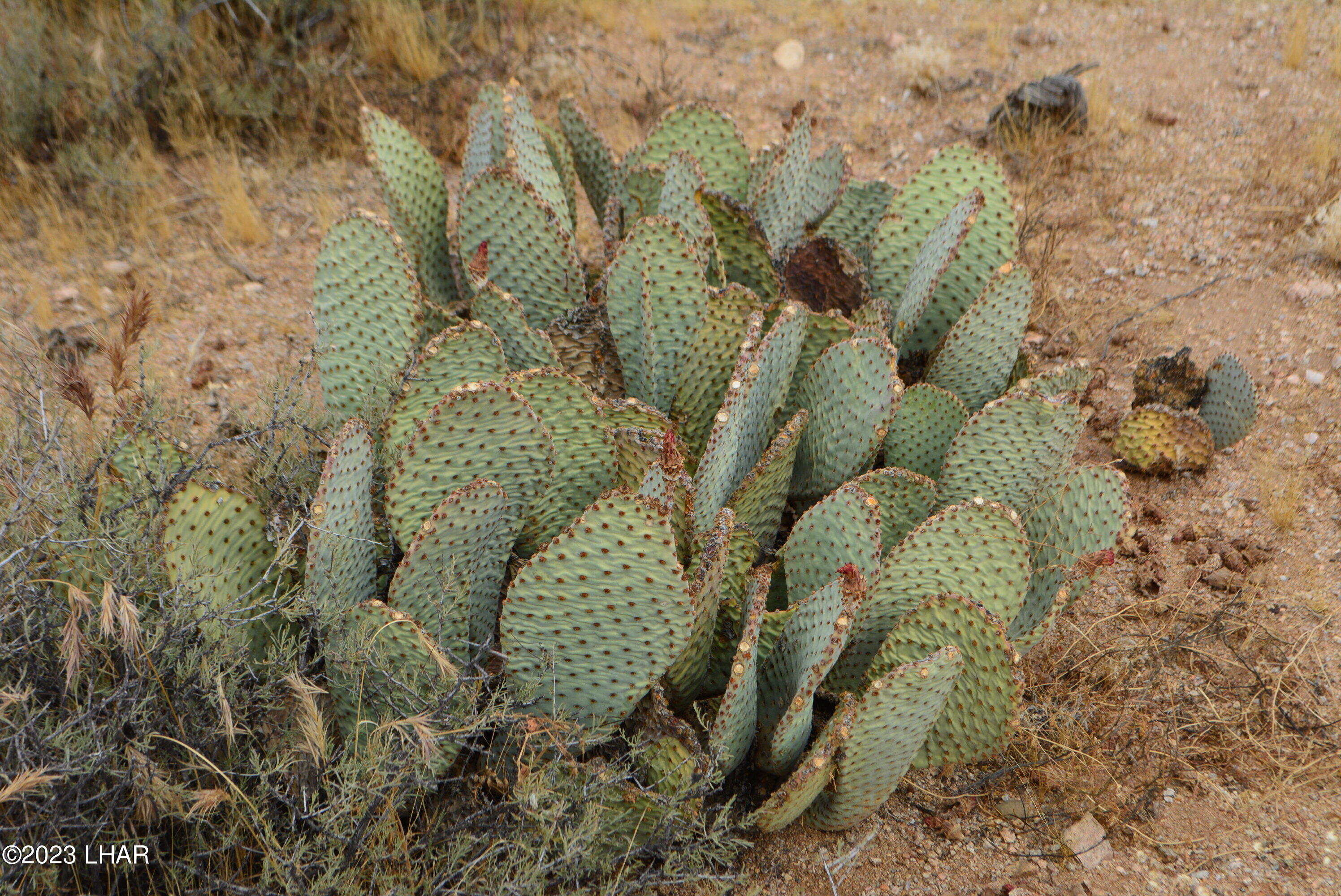 2652 South Diamondback Road Yucca, AZ 86438 - Photo 26 of 36 DSC_0288