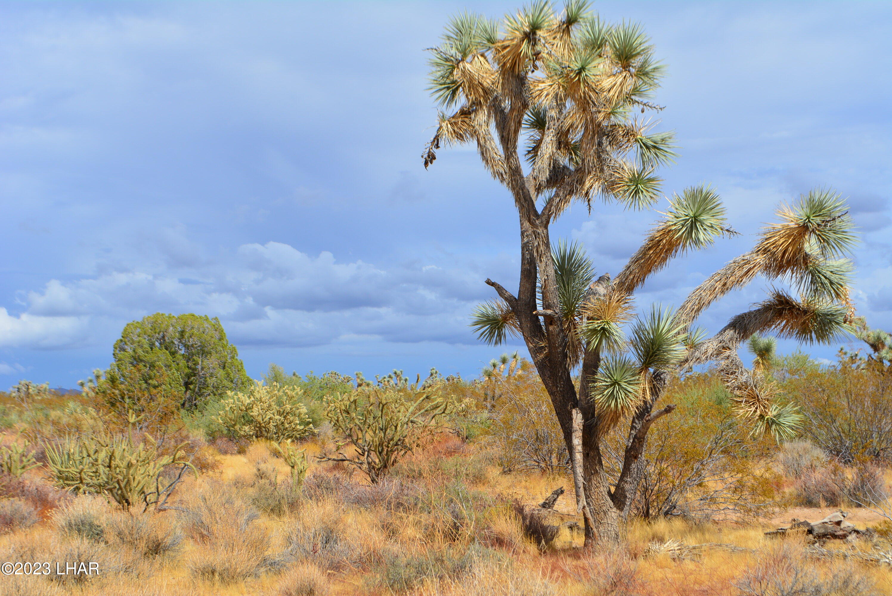 2652 South Diamondback Road Yucca, AZ 86438 - Photo 32 of 36 DSC_0295