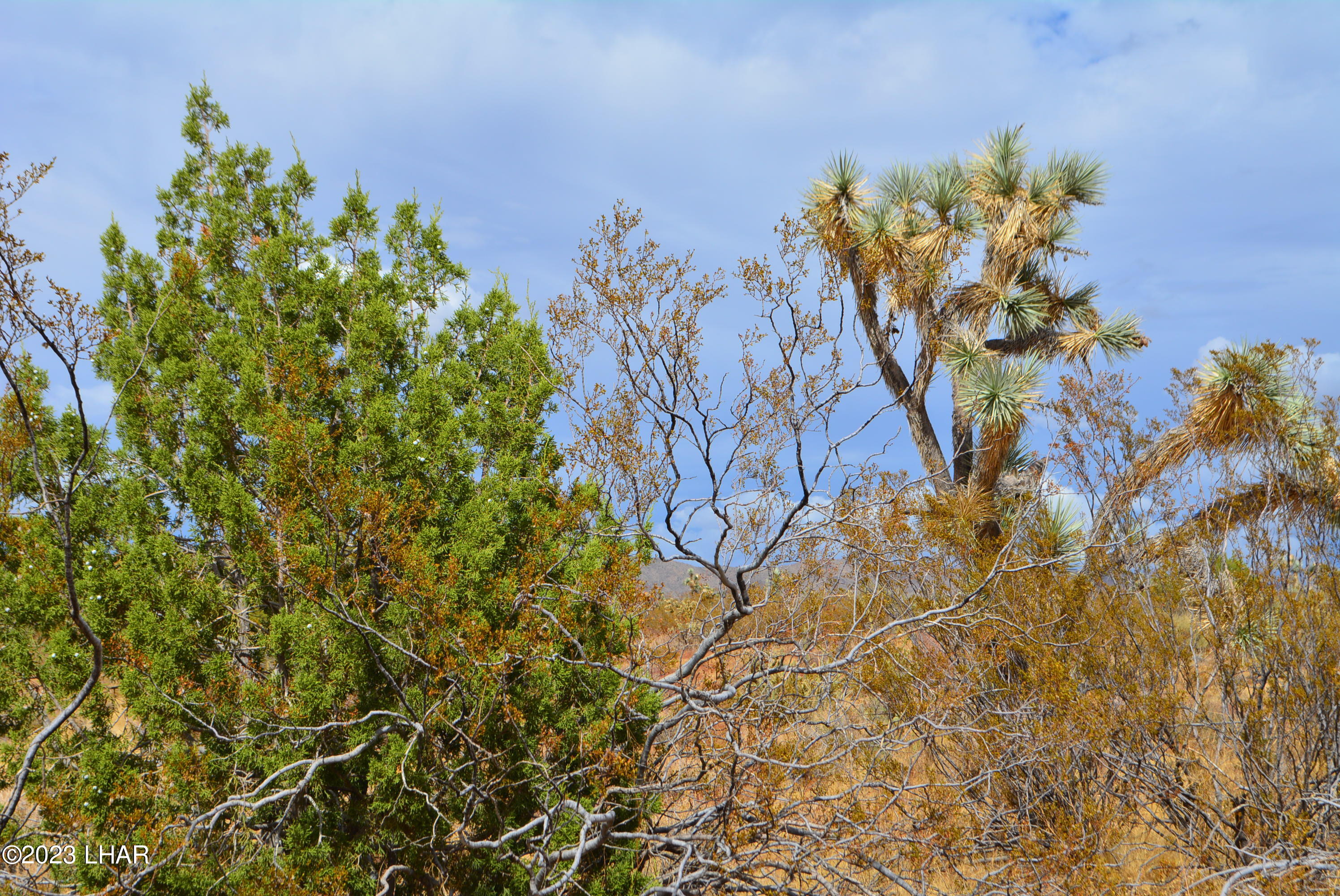 2652 South Diamondback Road Yucca, AZ 86438 - Photo 33 of 36 DSC_0296