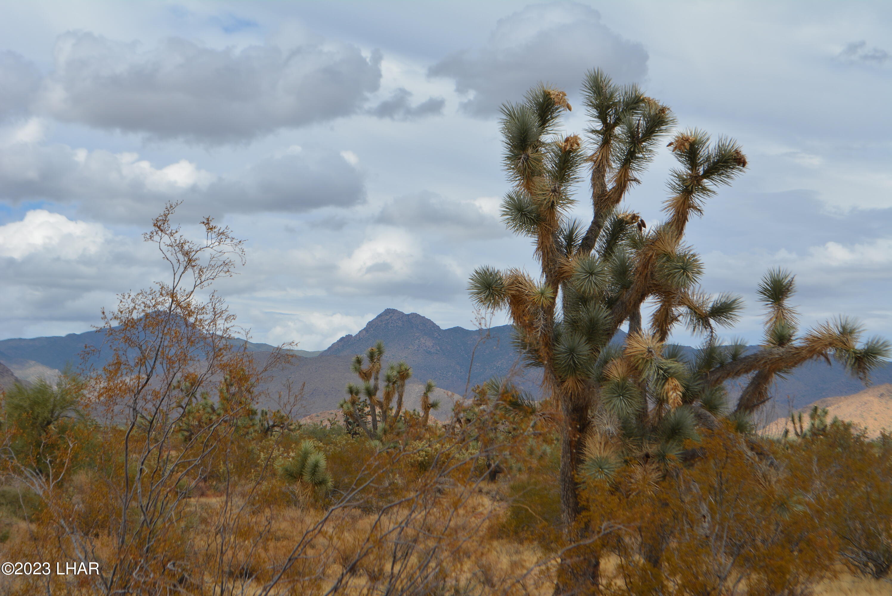 2652 South Diamondback Road Yucca, AZ 86438 - Photo 5 of 36 DSC_0267