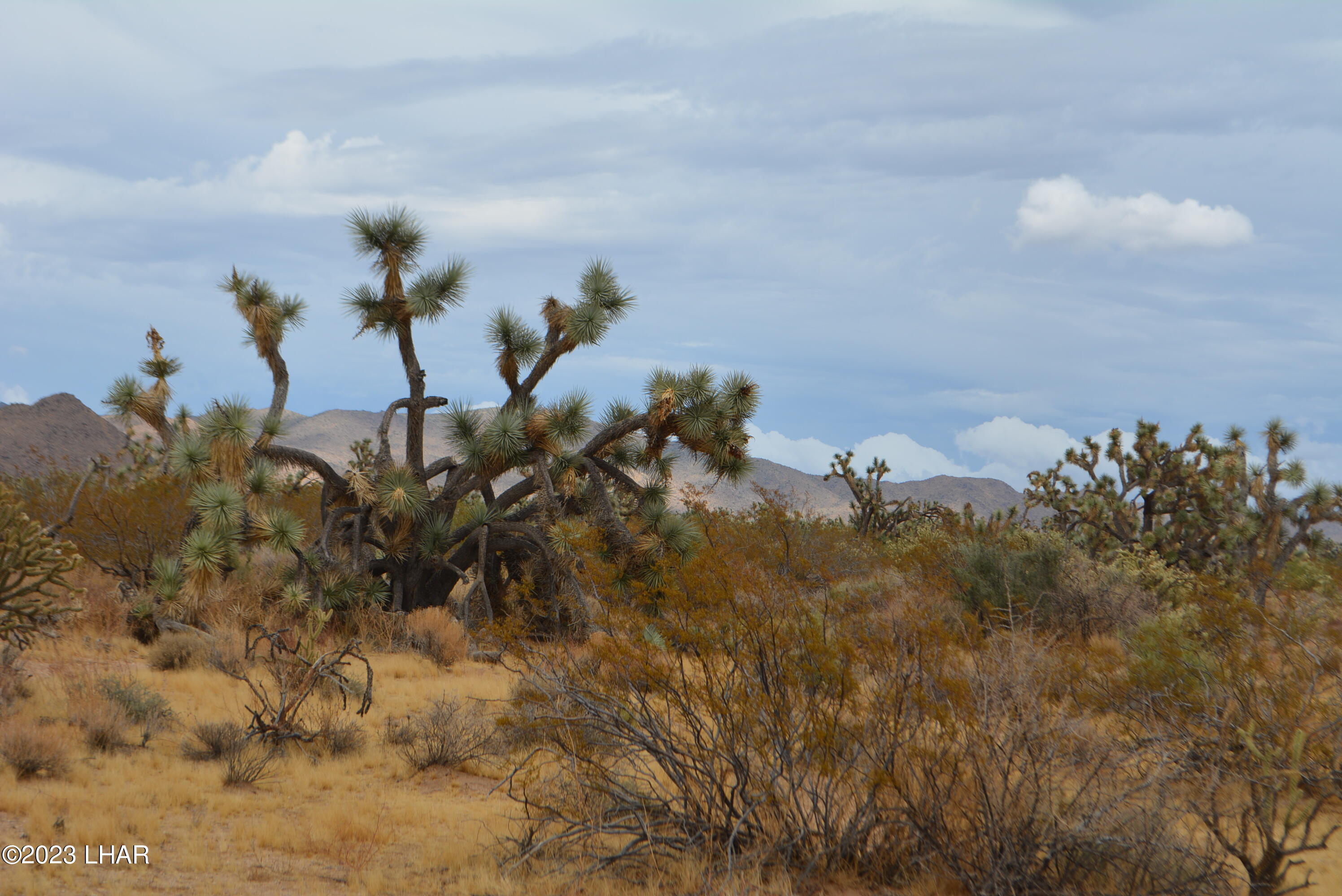 2652 South Diamondback Road Yucca, AZ 86438 - Photo 8 of 36 DSC_0270