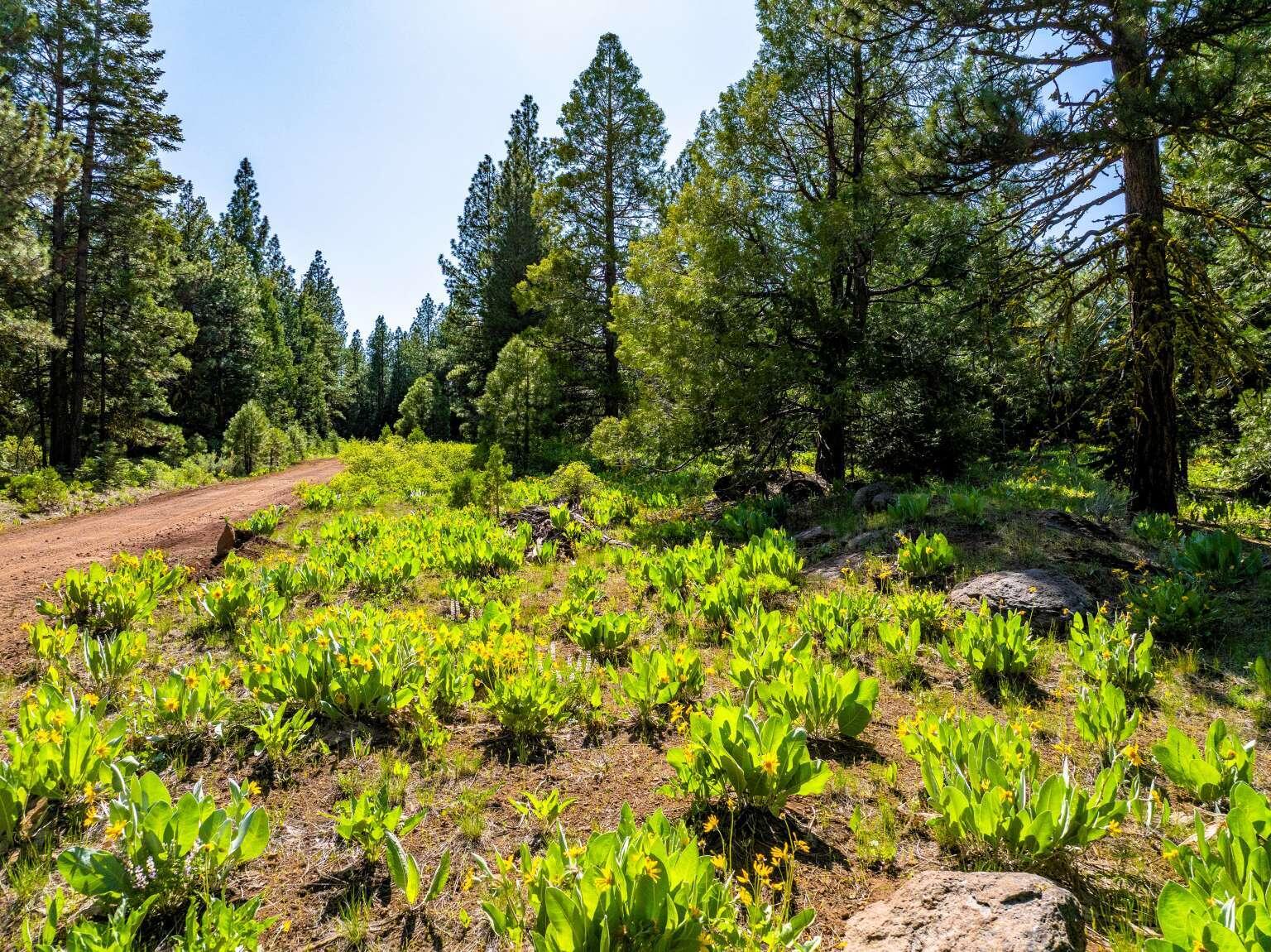 9454 Ridge Road Alturas, CA 96101 - Photo 2 of 18 a backyard of a house with lots of green space
