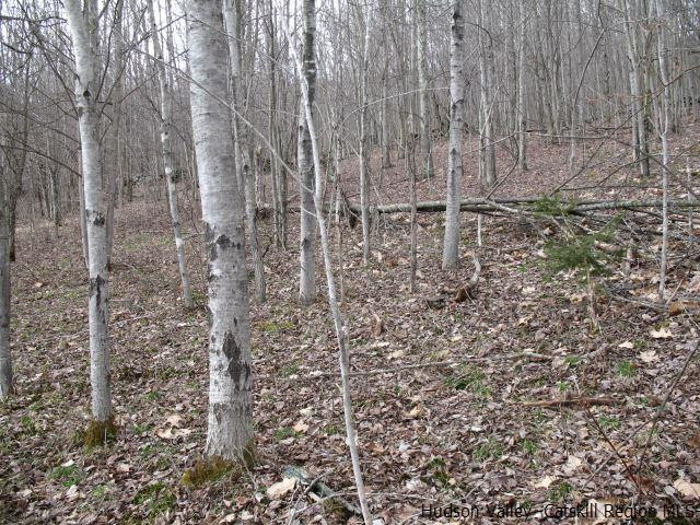 Tbd222.4-5 Dimmick Mountain Road Denver, NY 12421 - Photo 15 of 27 Photo 15