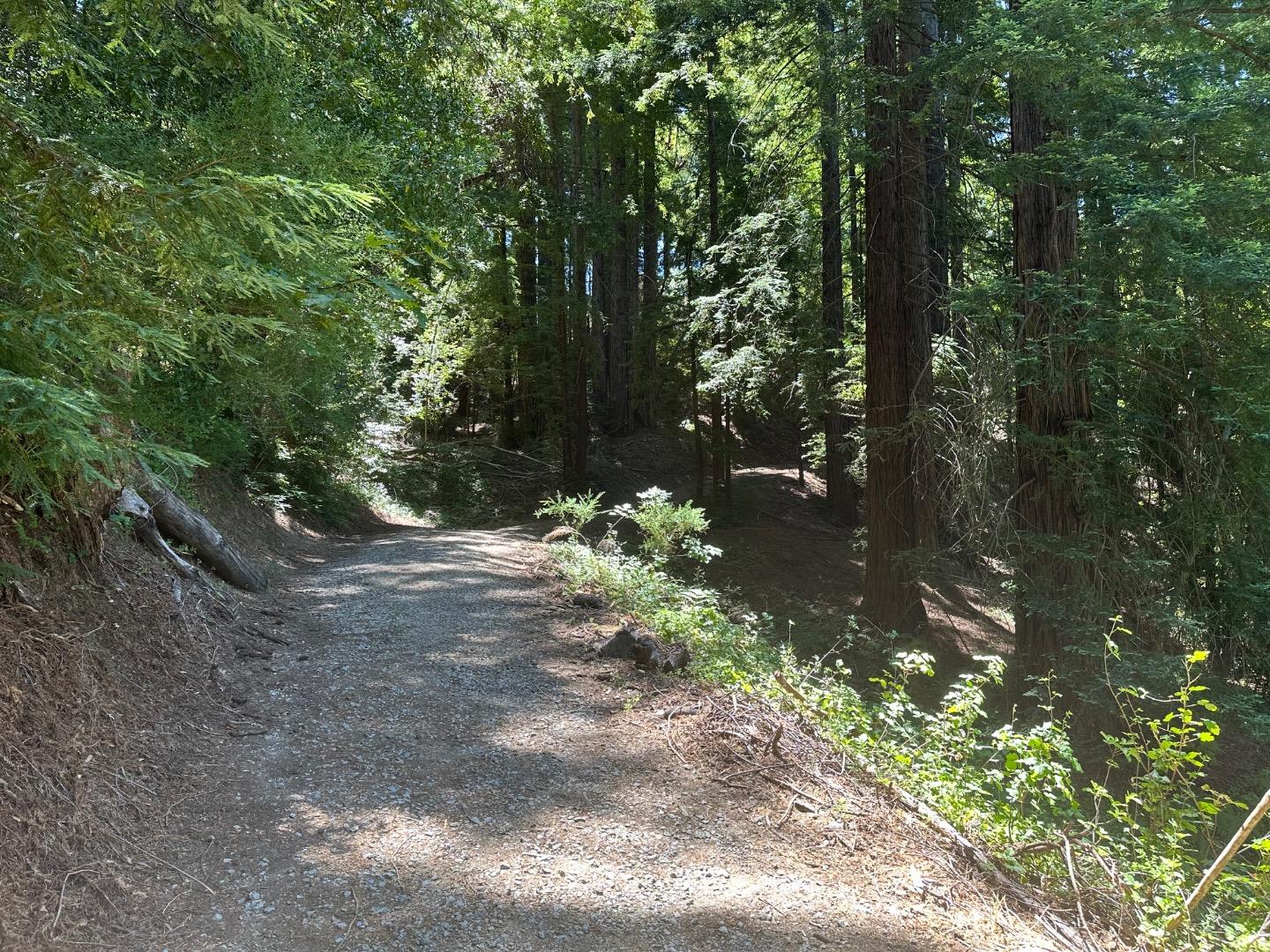0 Main Boulevard Los Gatos, CA 95033 - Photo 2 of 9 a view of a tree
