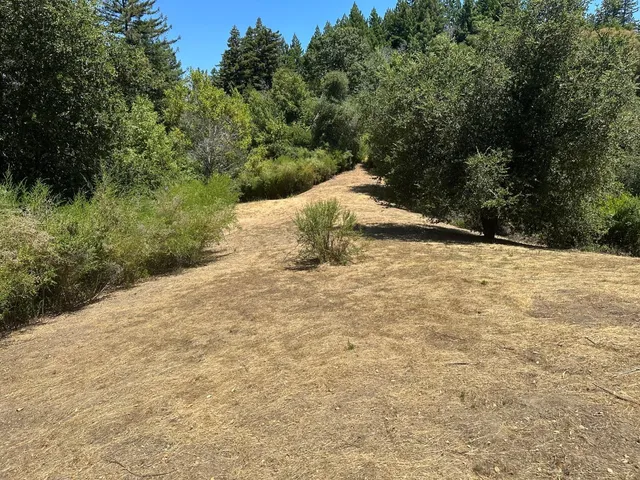 a view of a yard with trees