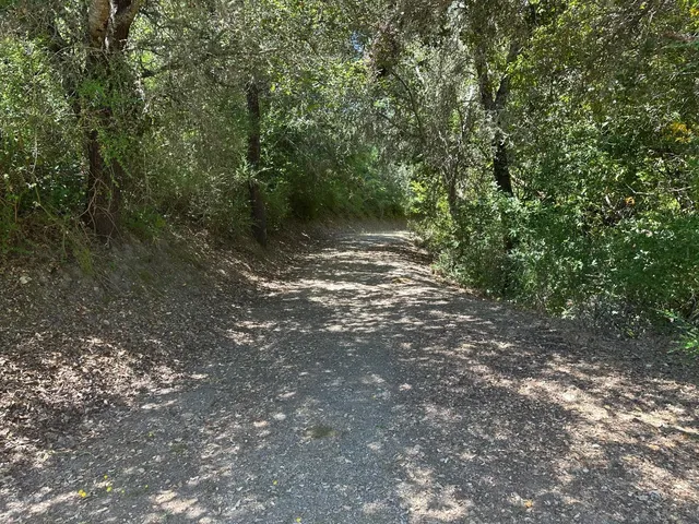 a view of a forest with trees in the background