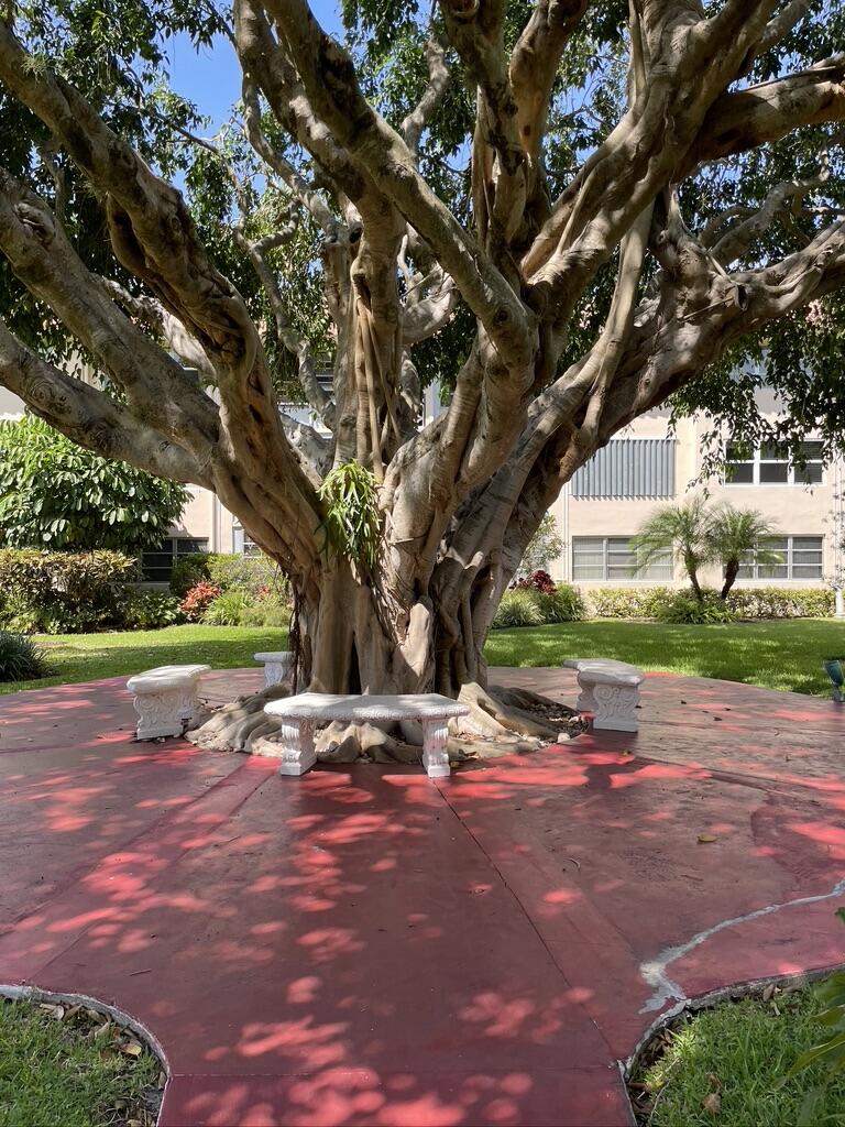 400 Northeast 20th Street, Unit B304 Boca Raton, FL 33431 - Photo 12 of 26 BOCA VERDE EAST GARDEN TREE