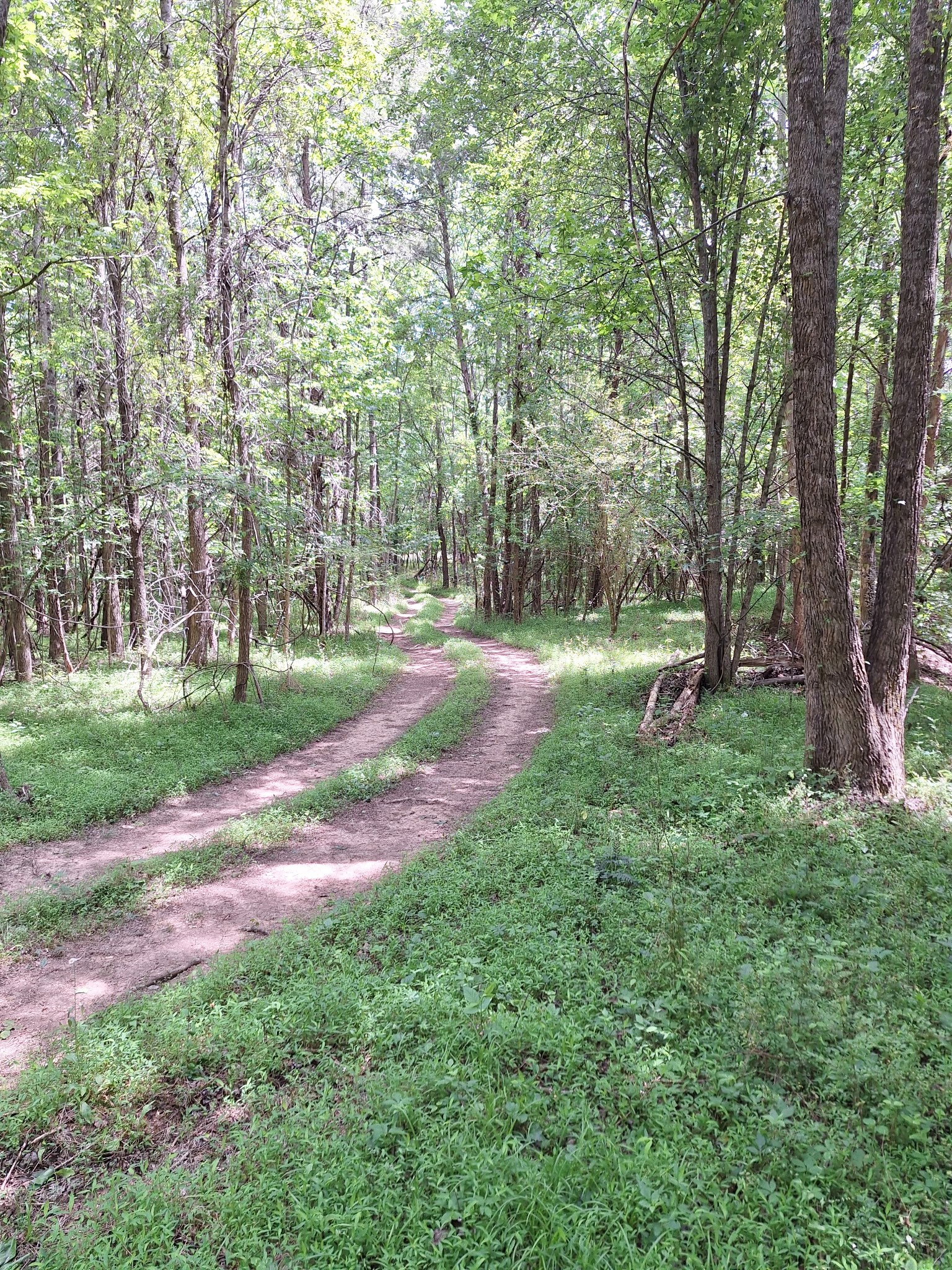 1 Bone Cave Road Rock Island, TN 38581 - Photo 7 of 9 a view of a park with large trees