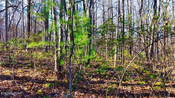 $259,700 | 37.28-ac Ervin Brown Road, Sunbright, TN 37872