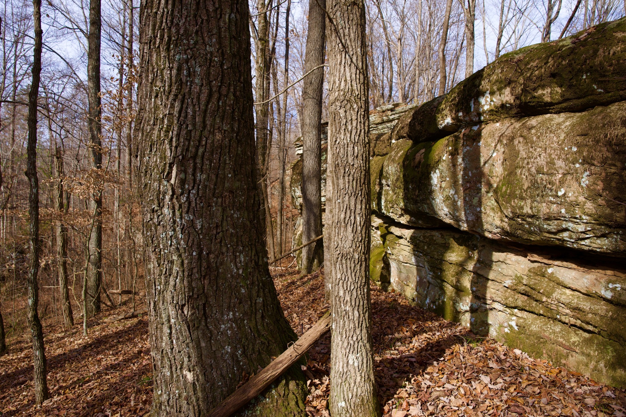 323 A White Oak Flatt Road Sparta, TN 38583 - Photo 16 of 45 a view of a house with a tree