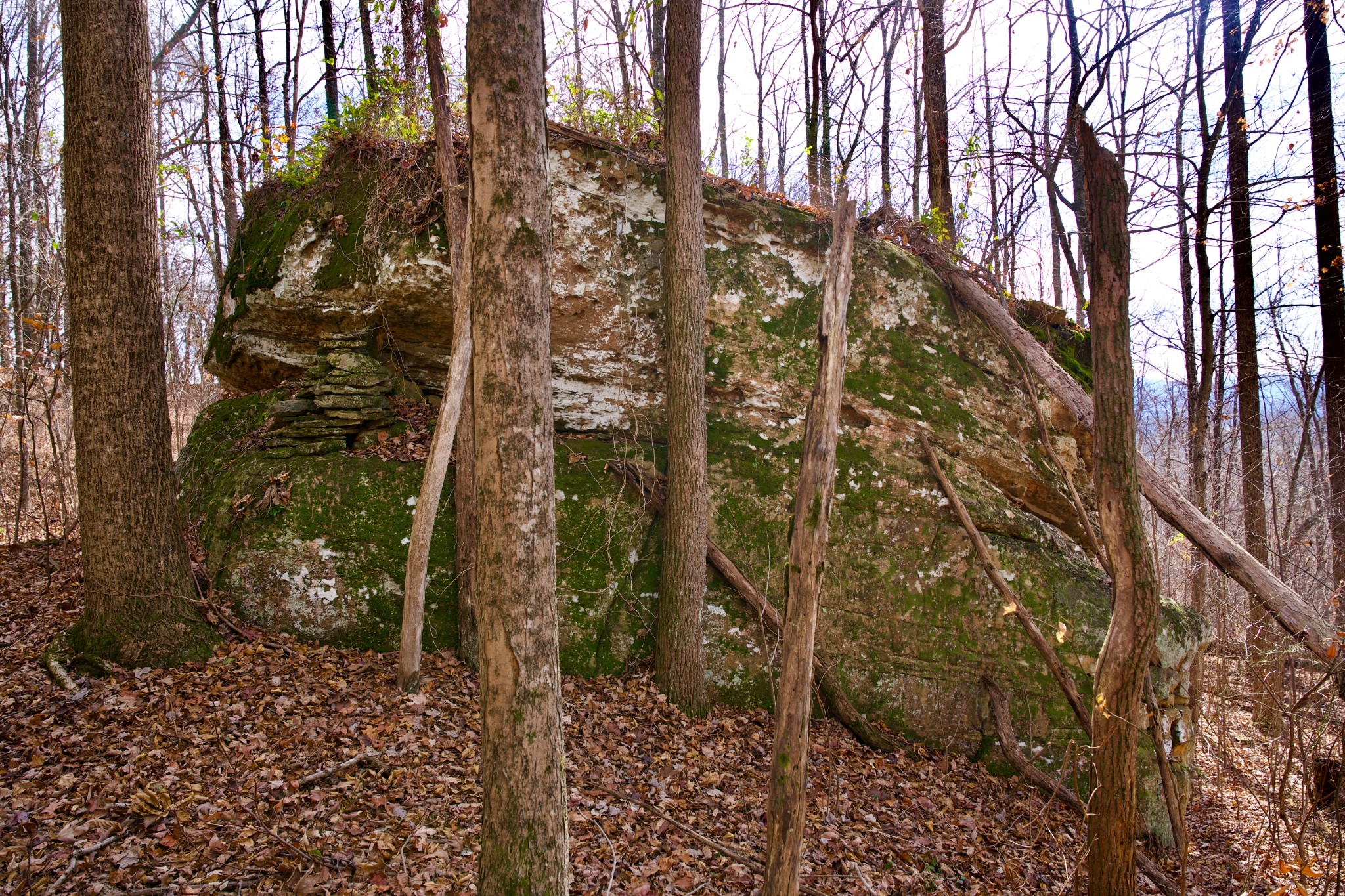 323 A White Oak Flatt Road Sparta, TN 38583 - Photo 17 of 45 a view of a forest