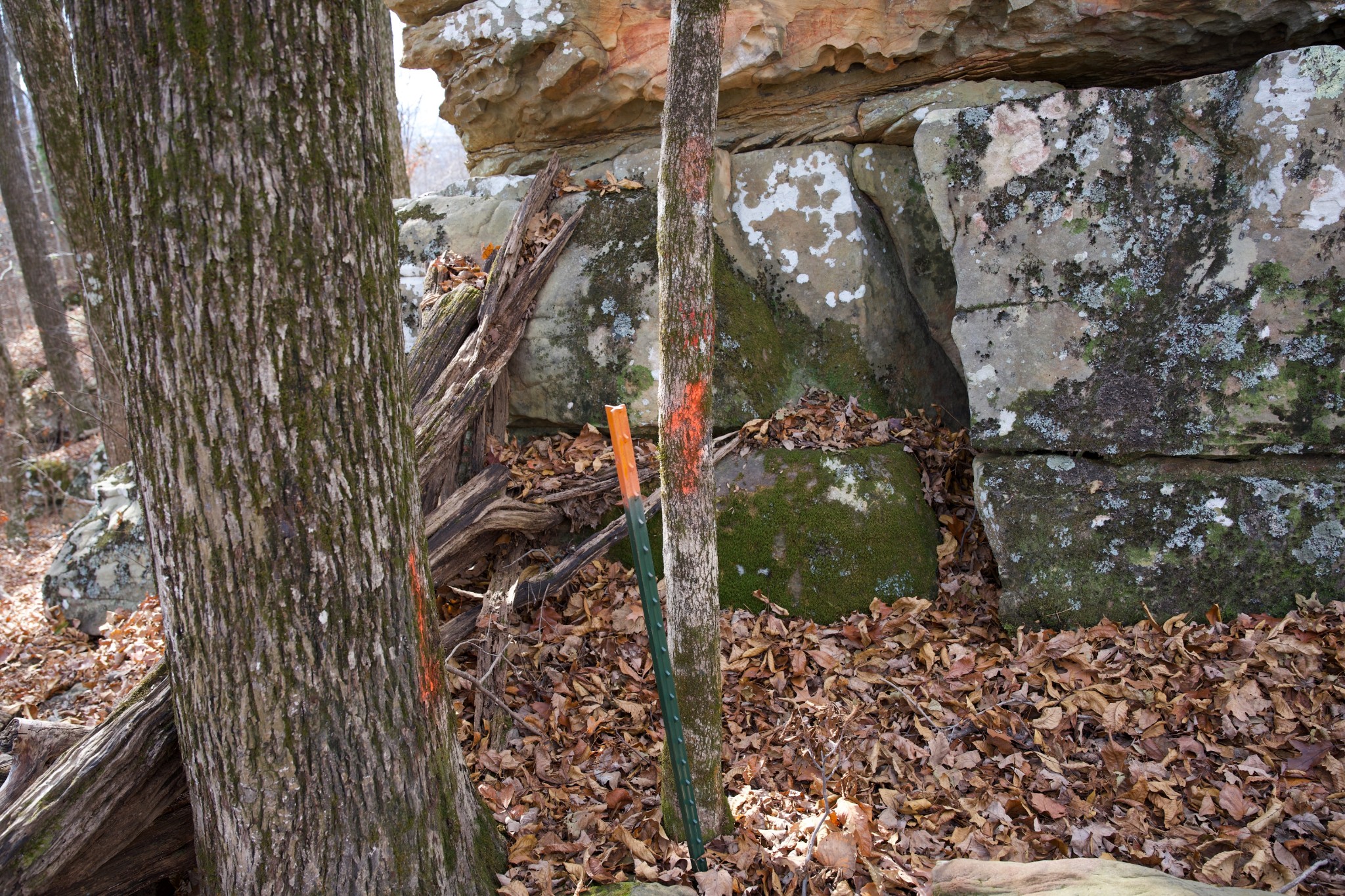 323 A White Oak Flatt Road Sparta, TN 38583 - Photo 20 of 45 a close up of a plant in a garden