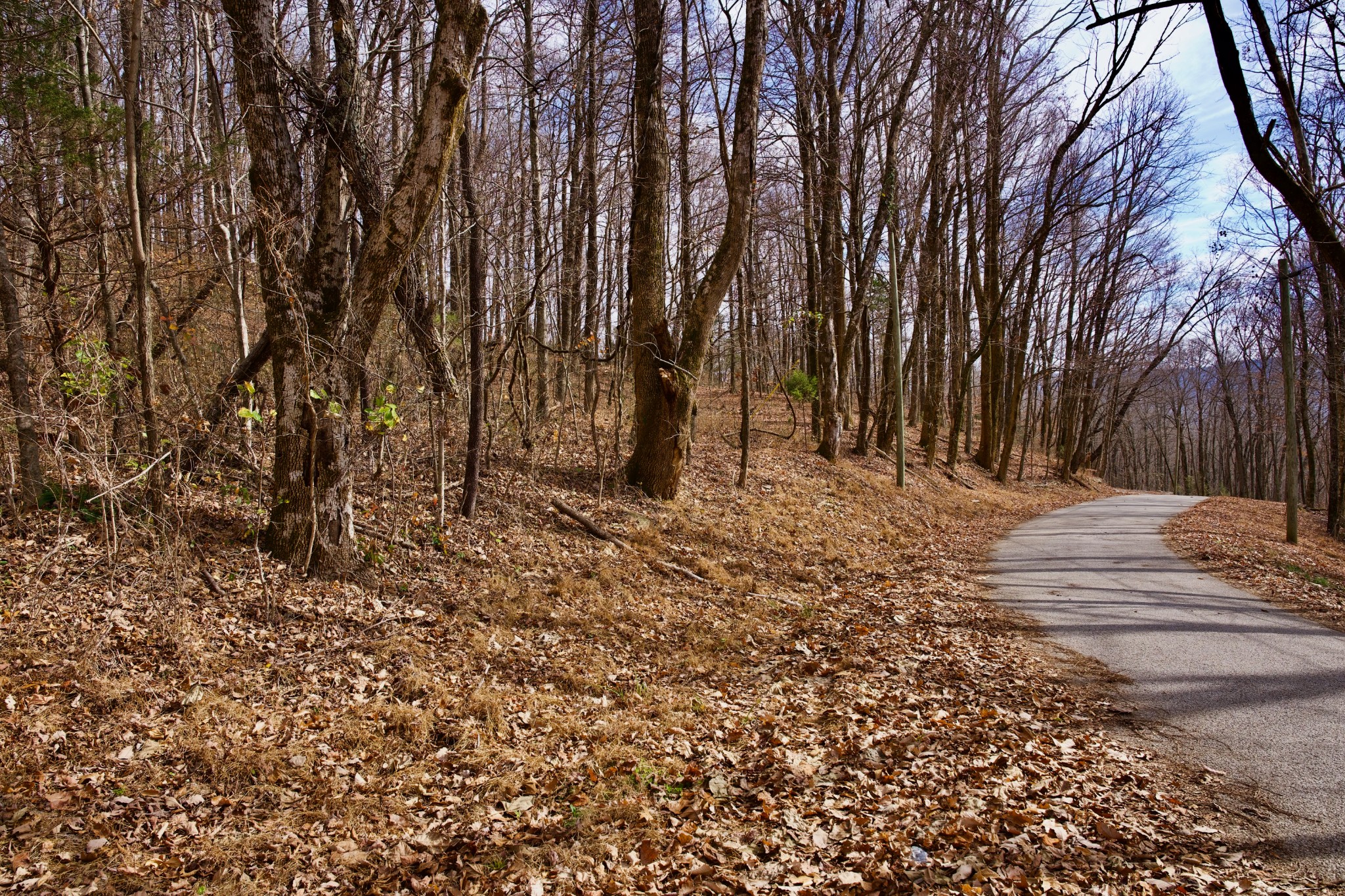 323 A White Oak Flatt Road Sparta, TN 38583 - Photo 24 of 45 a view of outdoor space with trees