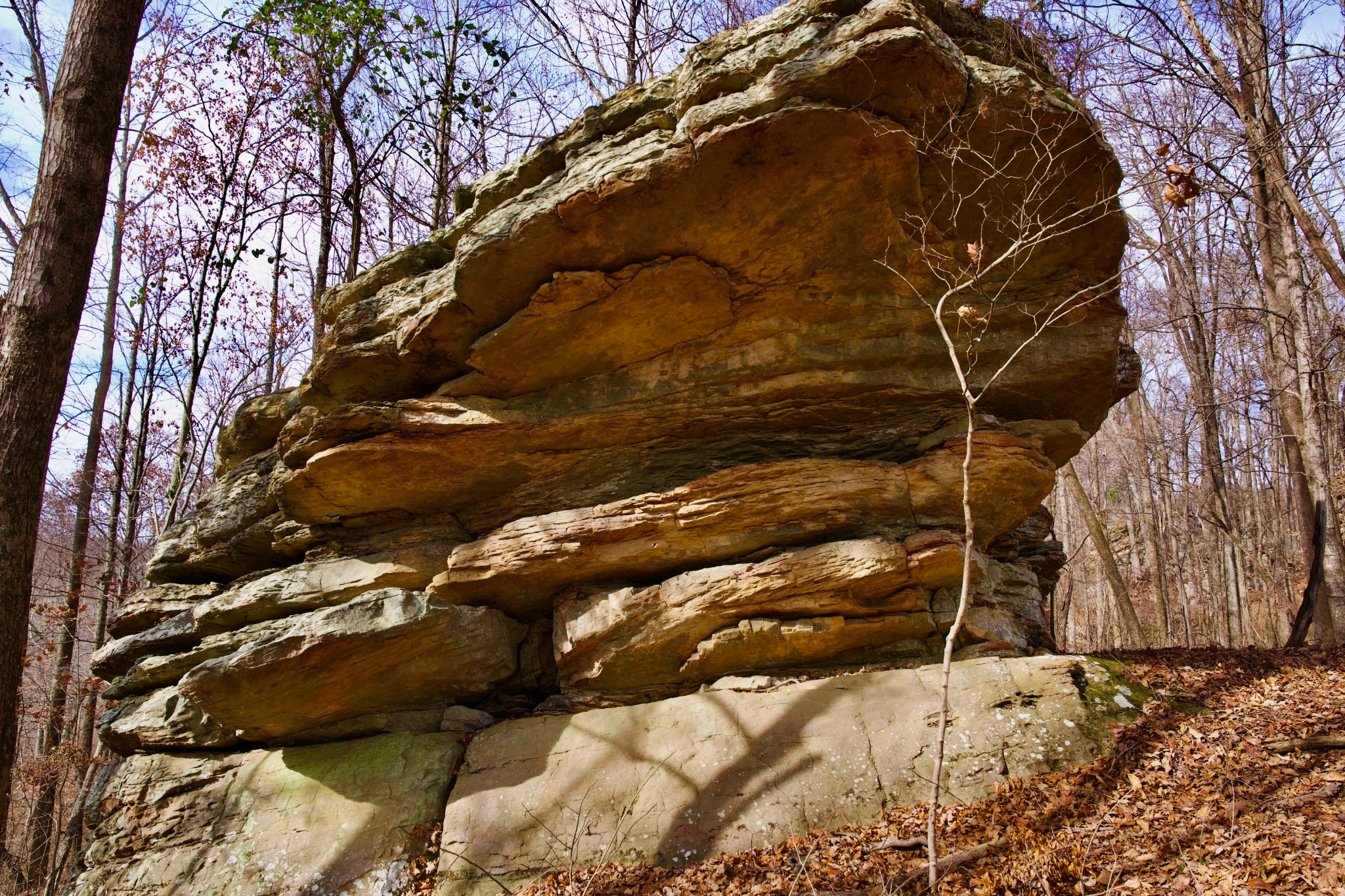 323 A White Oak Flatt Road Sparta, TN 38583 - Photo 3 of 45 a close up of a tree