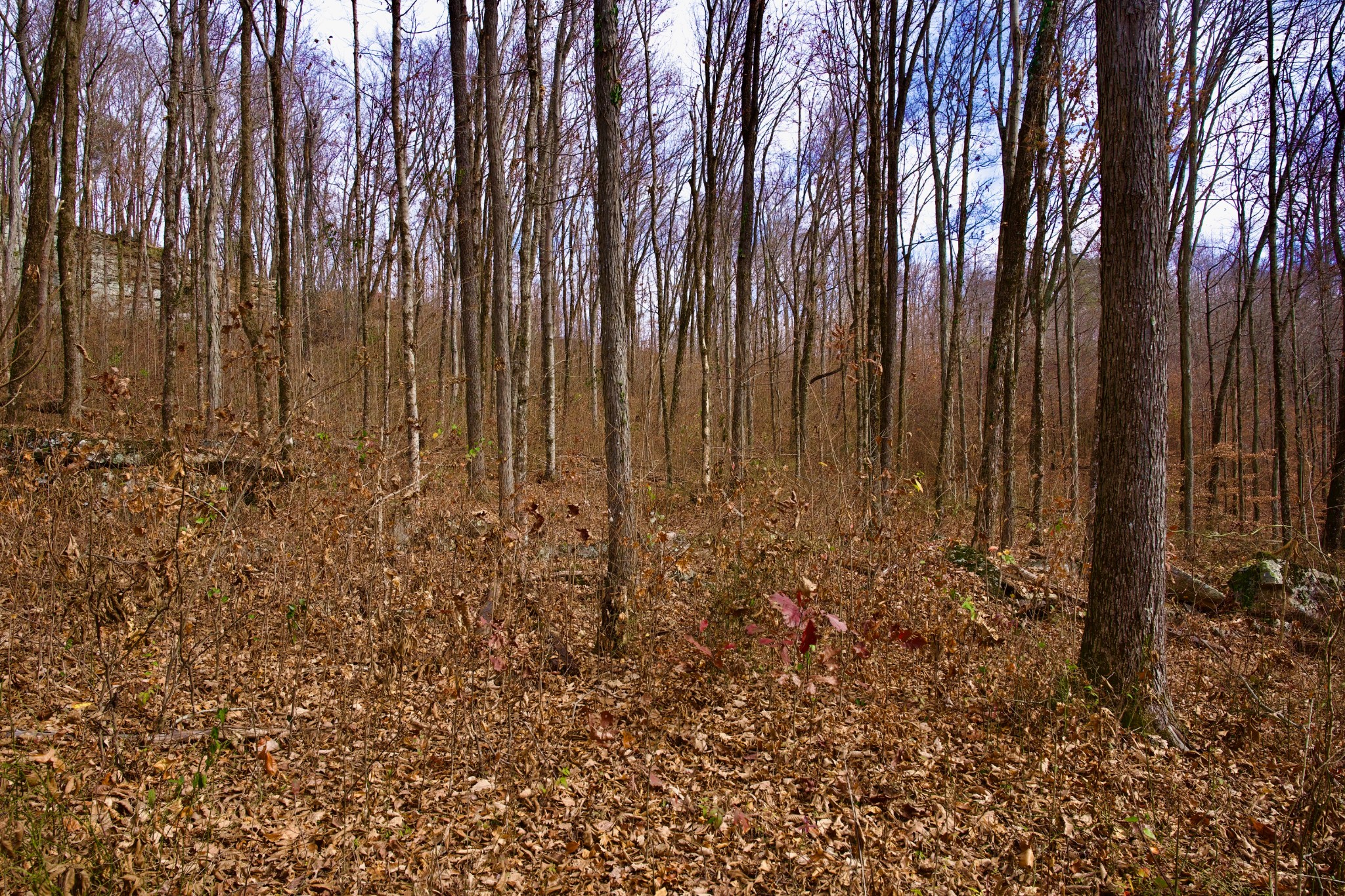 323 A White Oak Flatt Road Sparta, TN 38583 - Photo 32 of 45 a view of backyard with plants