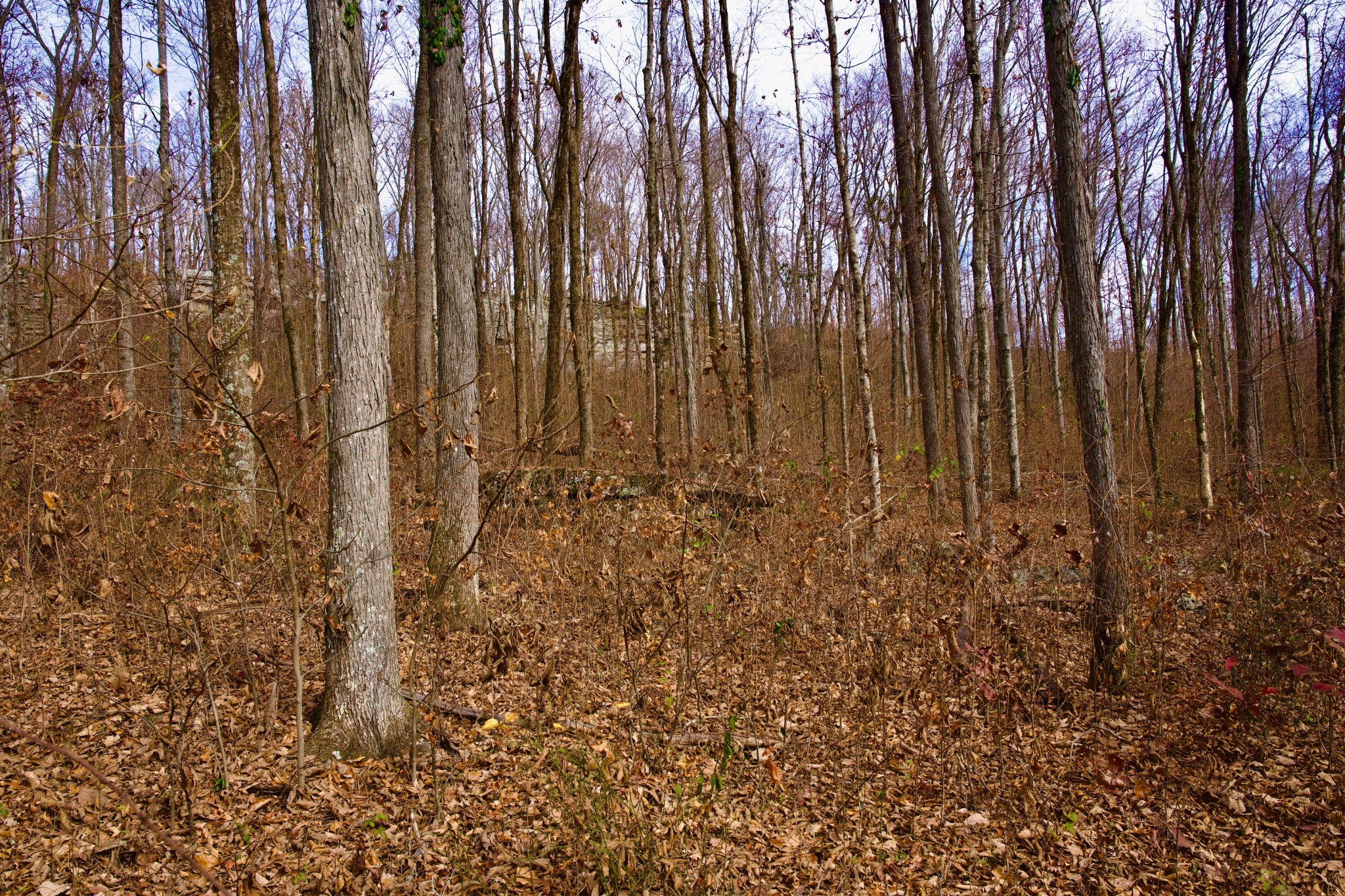 323 A White Oak Flatt Road Sparta, TN 38583 - Photo 33 of 45 a view of a backyard of the house