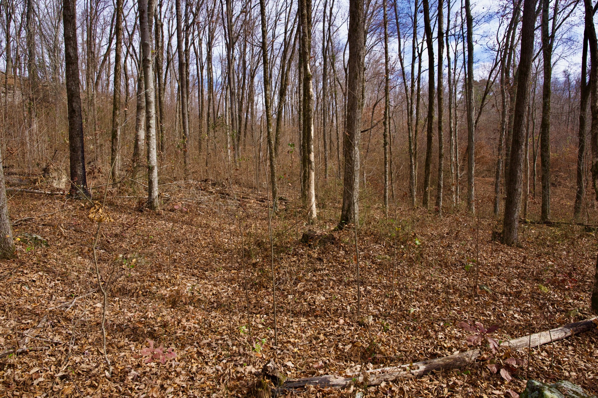 323 A White Oak Flatt Road Sparta, TN 38583 - Photo 36 of 45 a view of room with trees