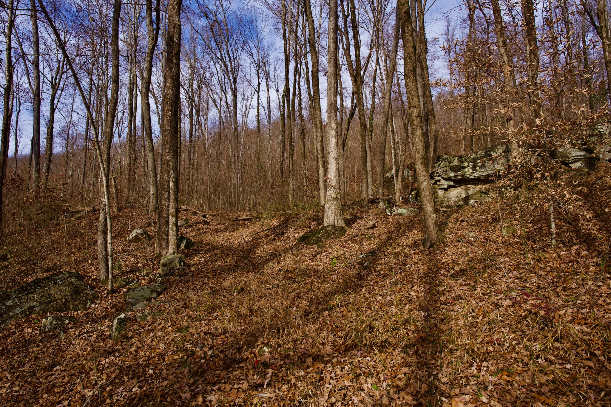 323 A White Oak Flatt Road Sparta, TN 38583 - Photo 40 of 45 a view of a backyard of the house
