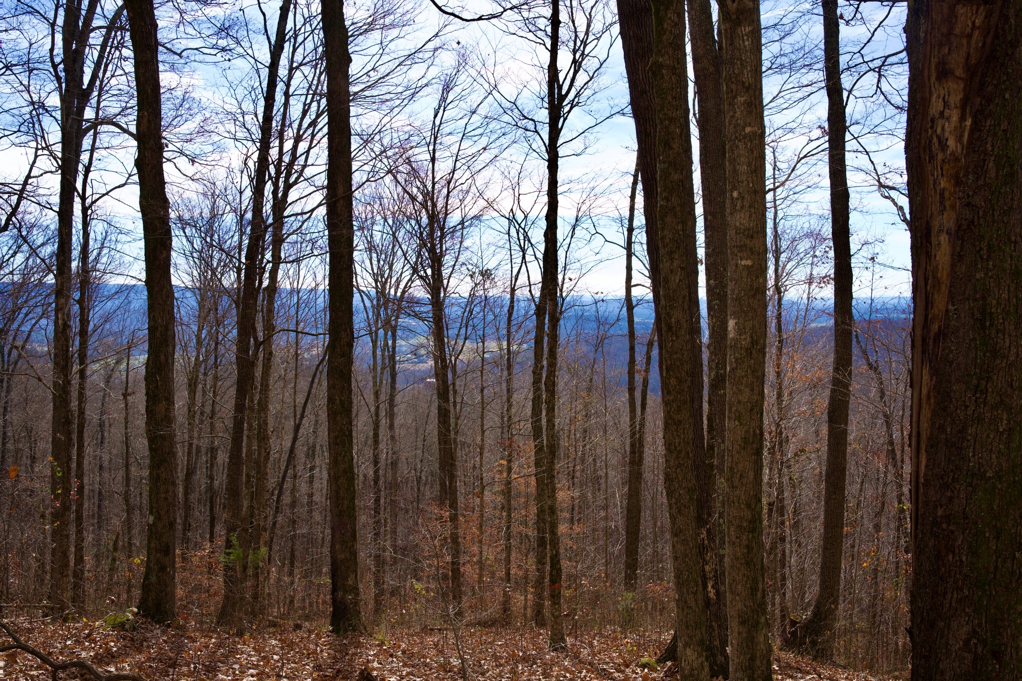 323 A White Oak Flatt Road Sparta, TN 38583 - Photo 4 of 45 a view of outdoor space