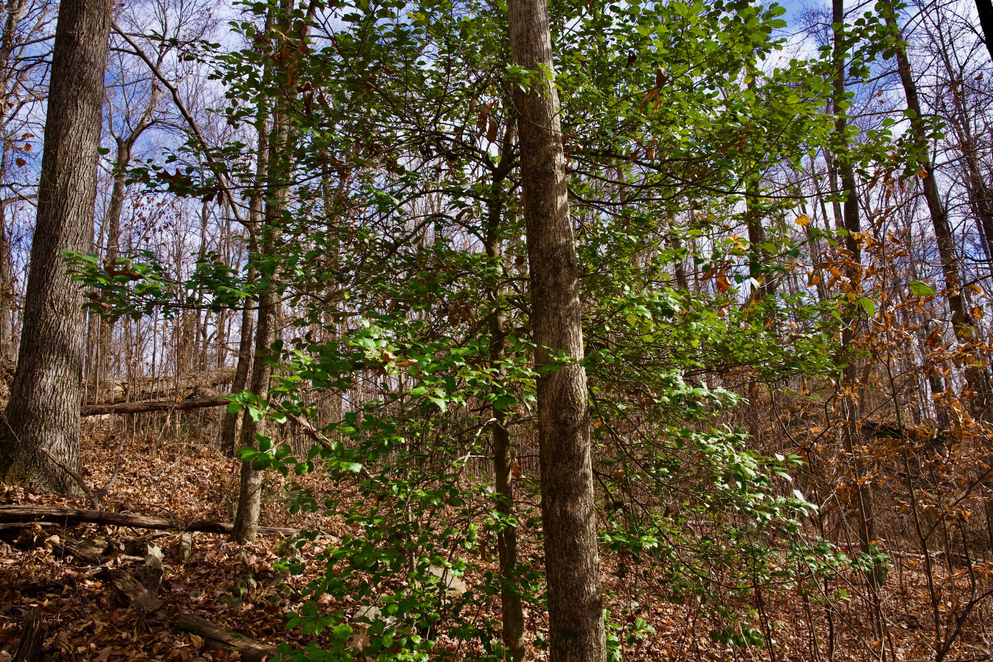 323 A White Oak Flatt Road Sparta, TN 38583 - Photo 5 of 45 a picture of tree