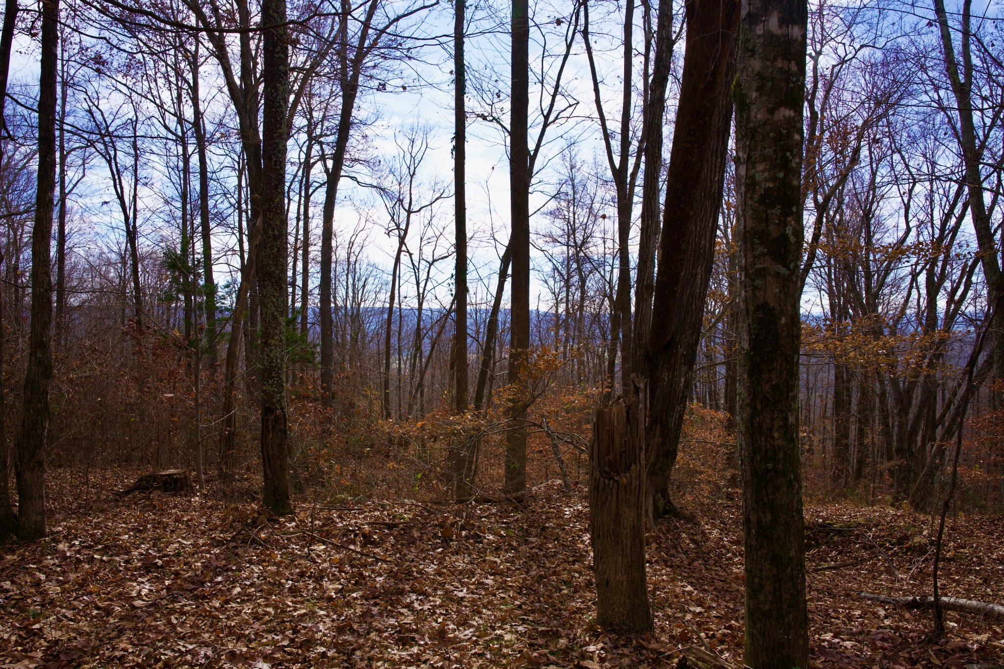 323 A White Oak Flatt Road Sparta, TN 38583 - Photo 6 of 45 a backyard of a house with lots of green space