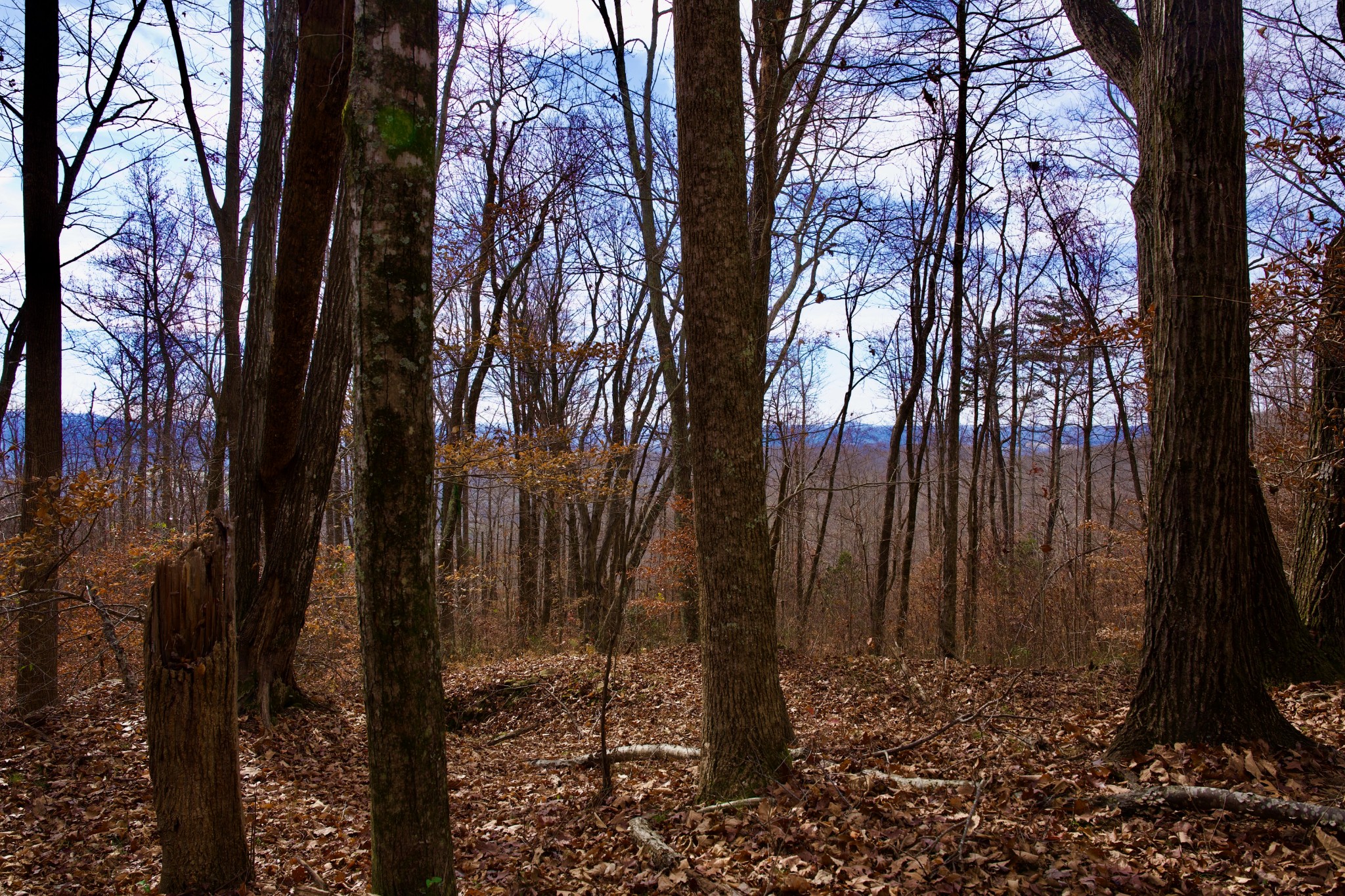 323 A White Oak Flatt Road Sparta, TN 38583 - Photo 7 of 45 a view of a backyard of a house