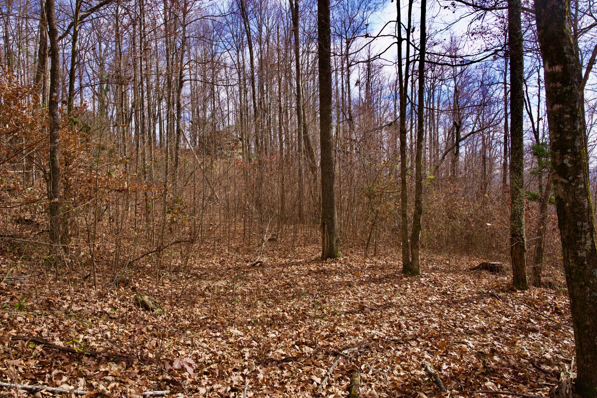 323 A White Oak Flatt Road Sparta, TN 38583 - Photo 8 of 45 a view of covered with trees